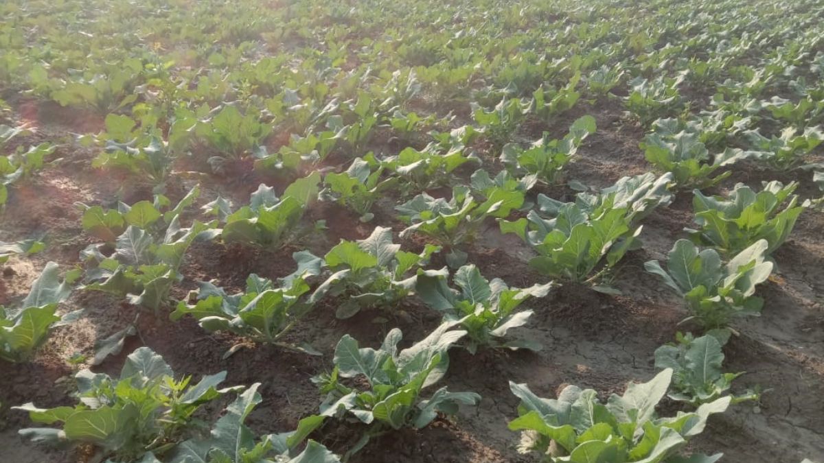 gopalganj covid19 impact farmers switch to cabbage farming for higher income