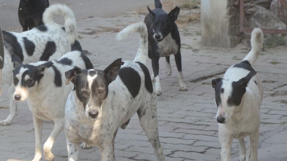 abc centers for stray dog control in all up districts