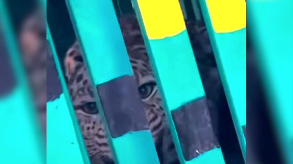 leopard captured in cage set up in village