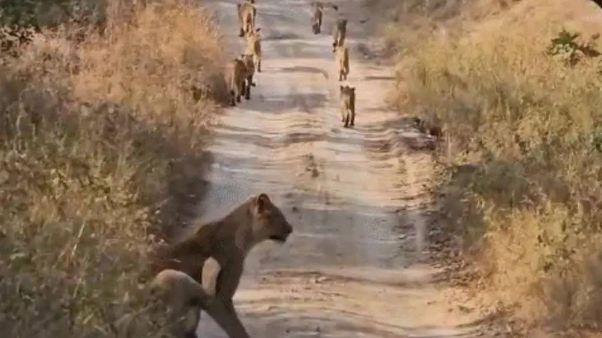 a huge group of 11 lions seen walking together on a safari route