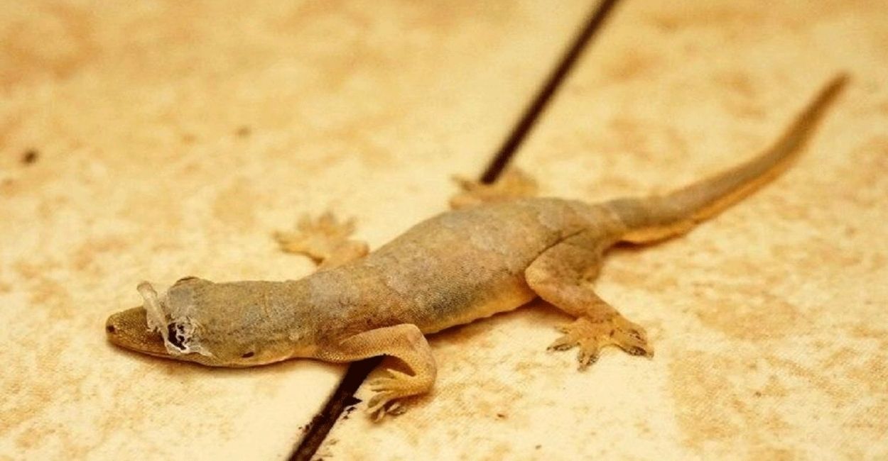 lizard falls into vegetable family sick after eating food in konch jalaun