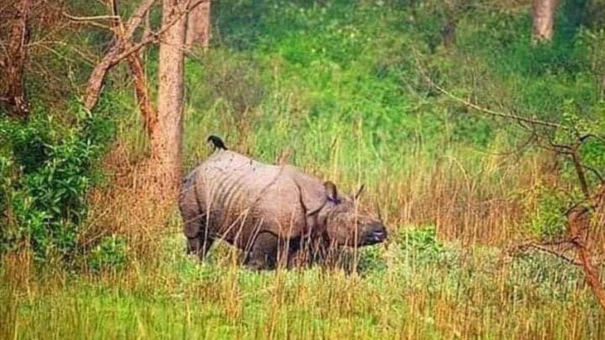 rhinos thrive in katarniya forest a boost for ecotourism in bahraich