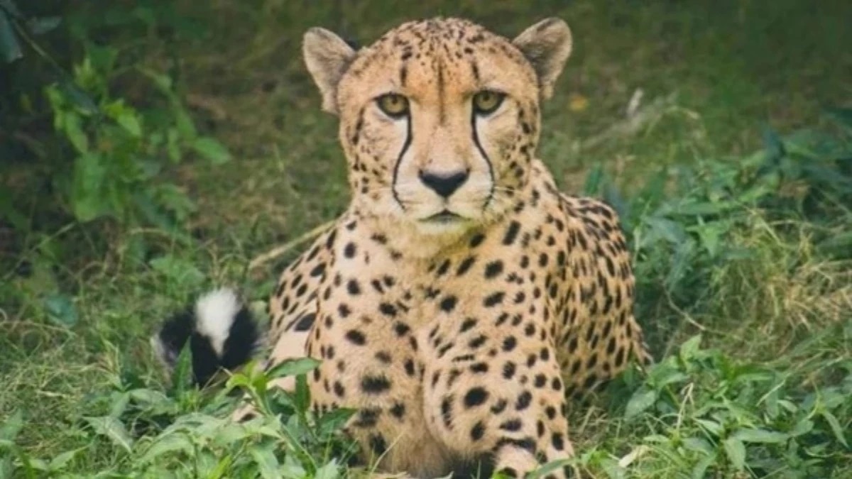 cheetah project madhya pradeshs new cheetah hub ready by 2026