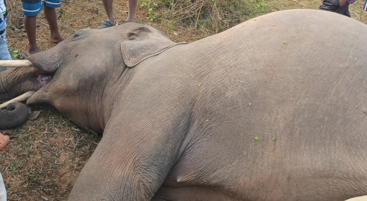 elephant found dead in jagannathpur forest department investigates
