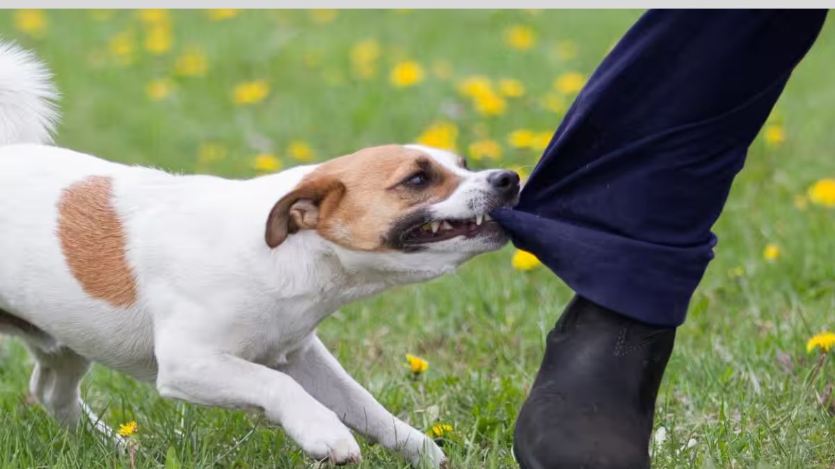 dog attacks during wedding procession 10 injured amroha news