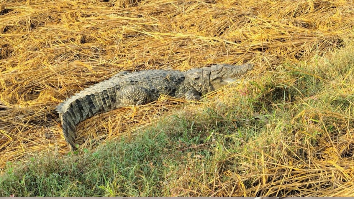 crocodile spotted in mirzapur rice field villagers panic