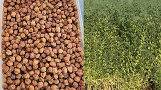 पीएयू ने चने की नई किस्म ‘पीबीजी-10’ तैयार की, पैदावार बढ़ने से किसानों को होगा फायदा