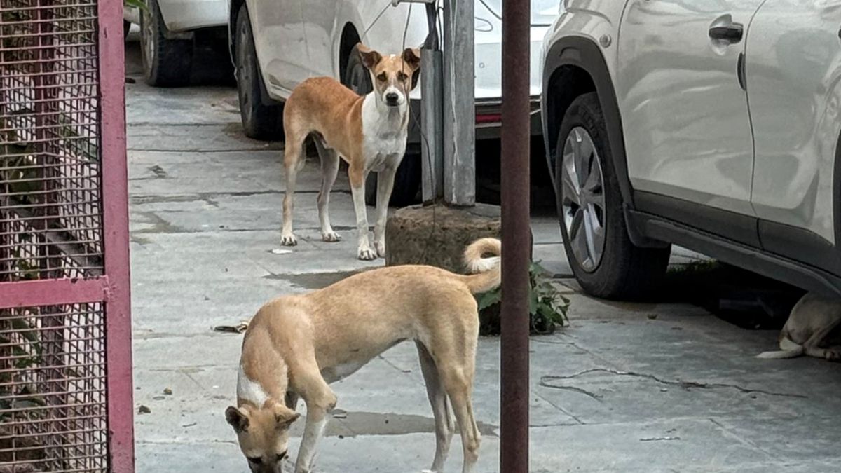 stray dog attack girl injured in model town sonipat