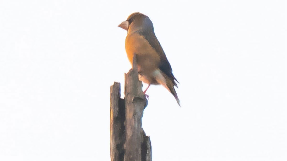 rare bird haw finch found in corbett tiger reserve