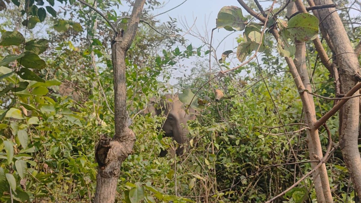 helpless elephant herd shelters in pipra forest farmers to get compensation
