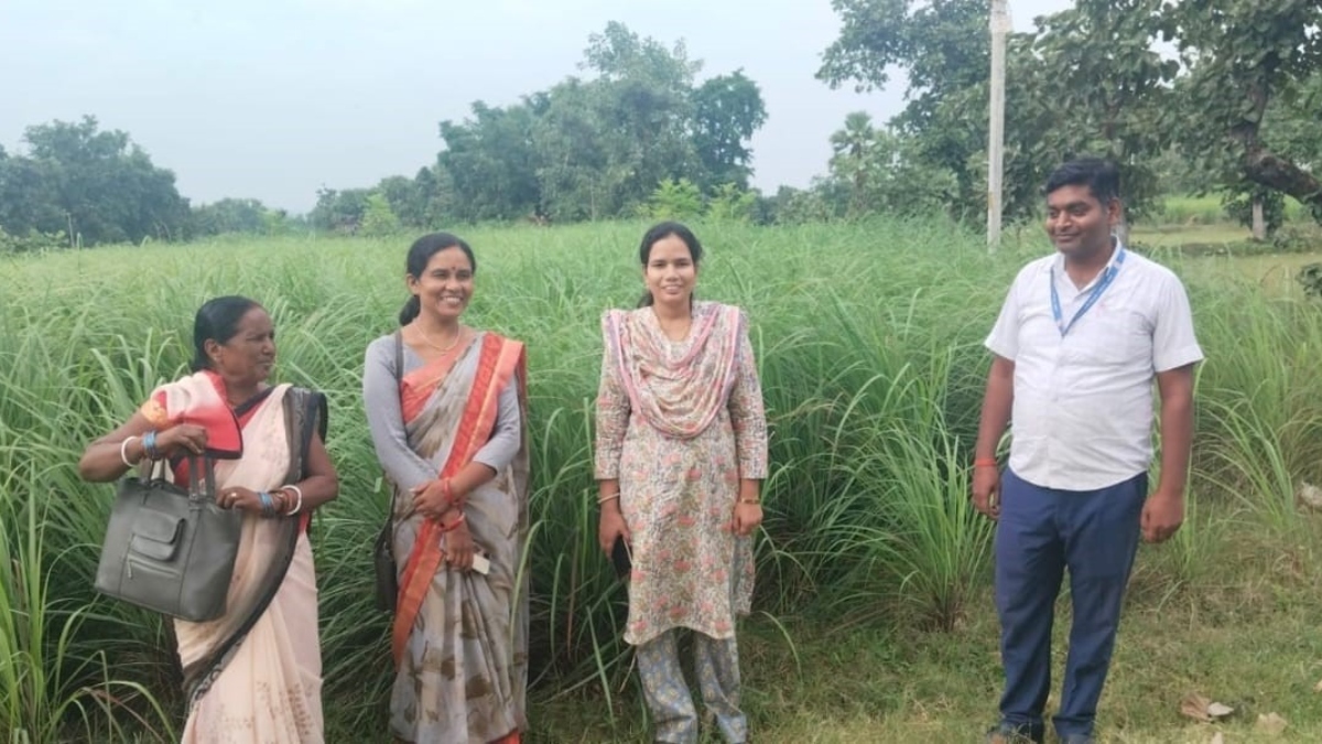 lemongrass farming transforms lives in gaya an agricultural success story