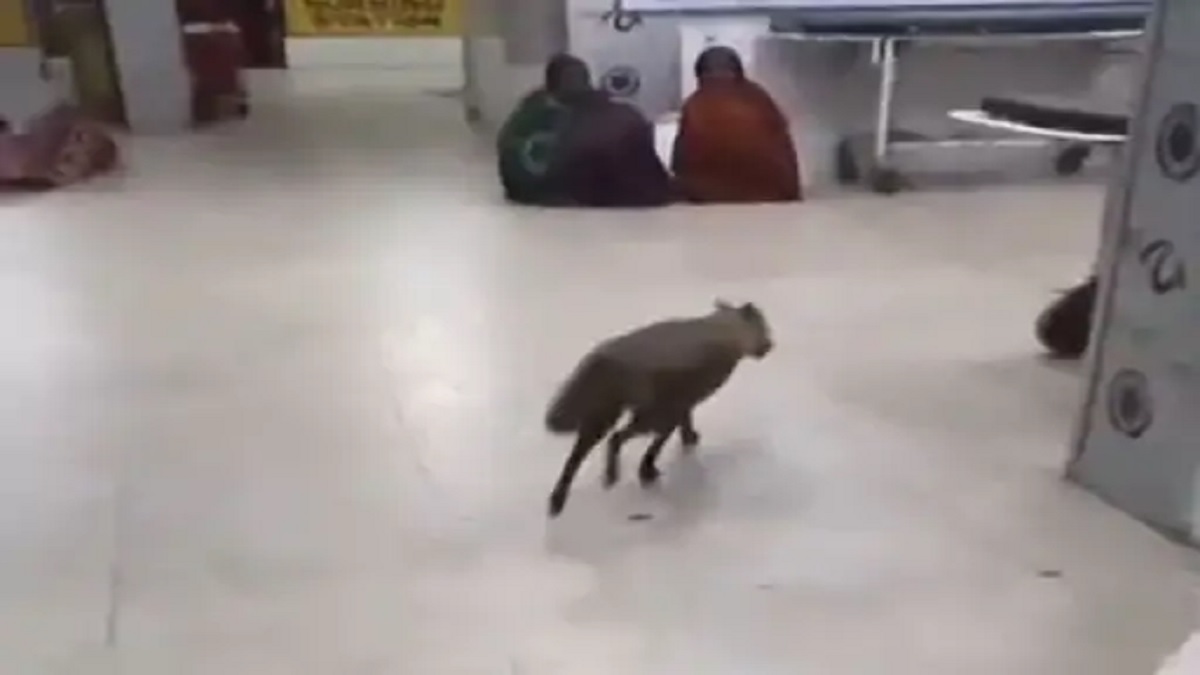 jharkhand high court takes suo moto cognizance of jackal entering snmmch dhanbad icu