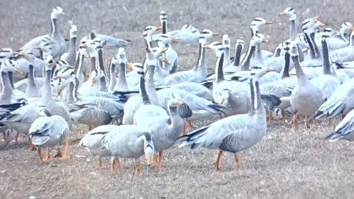 gharana wetland jammu migratory birds arrive more expected in december