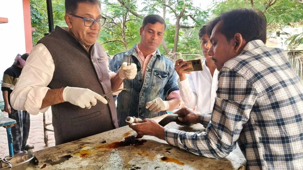 a snake was caught in a jcb rescued by two snake friends and a doctor 80 stitches were applied