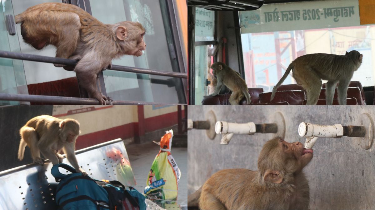 monkey attack in meerut woman injured after falling from roof