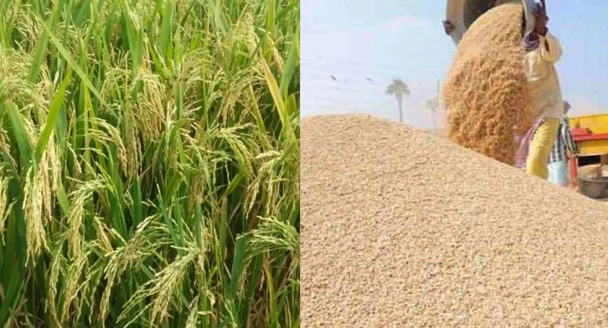 up rice procurement scandal allegations of conspiracy to end paddy purchase