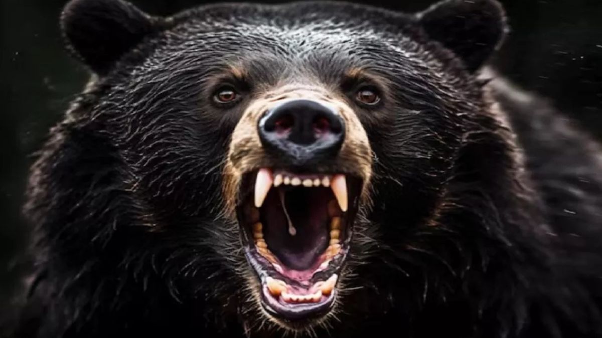 forest departments new plan to prevent bear attacks anahider system