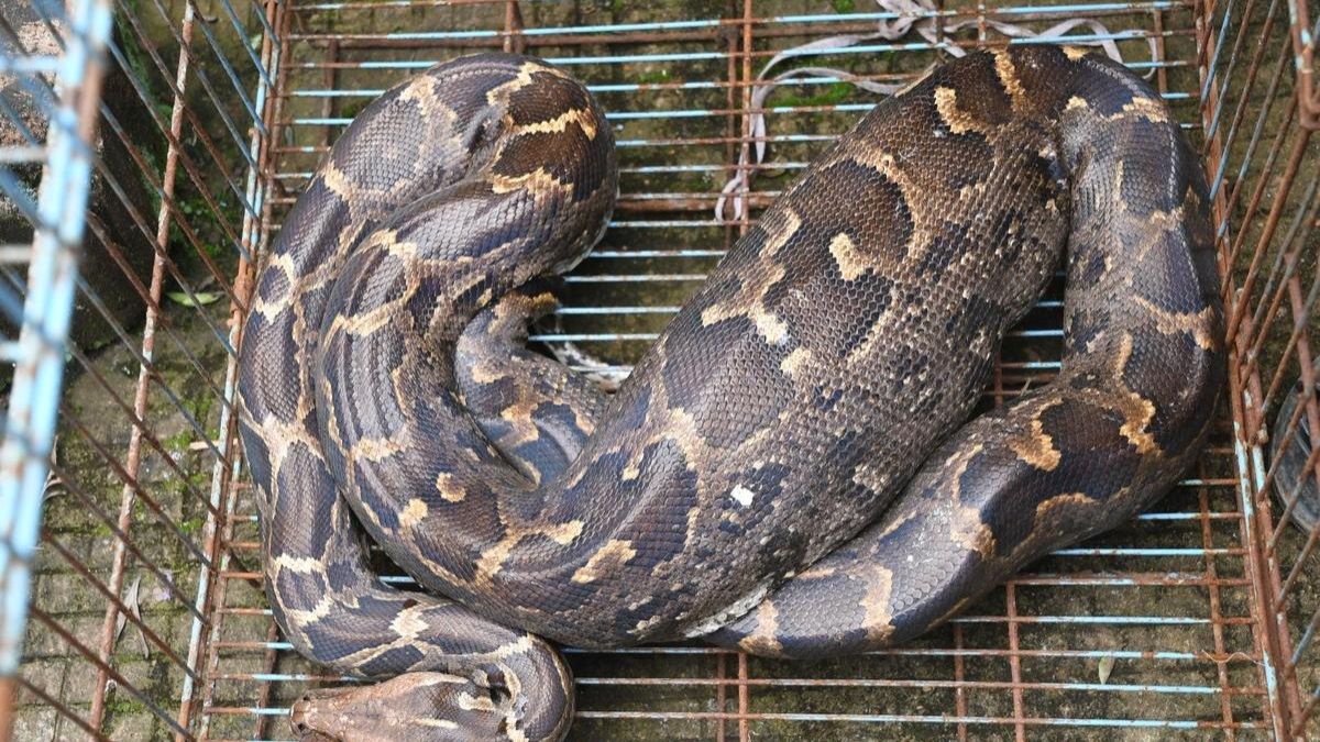 ajgar death 5yearold python dies at delhi zoo during treatment