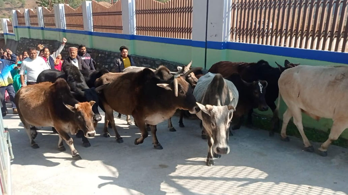 headquarters gherao with stray cows and bulls