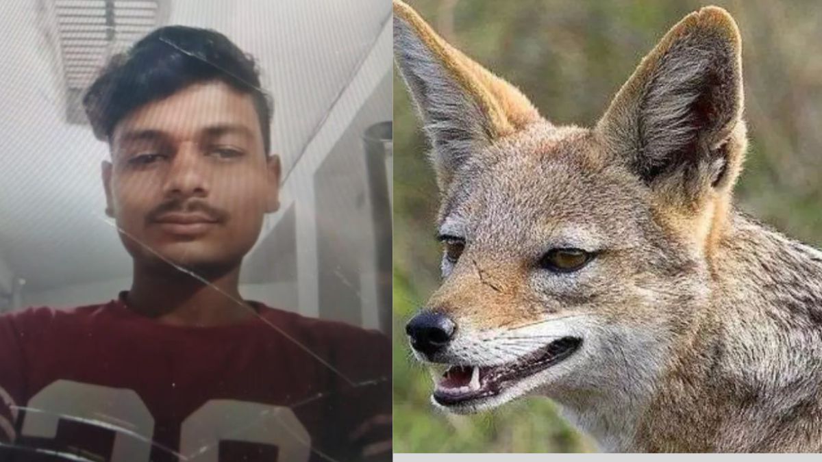 mad jackal bites young man dies after a month in etah district