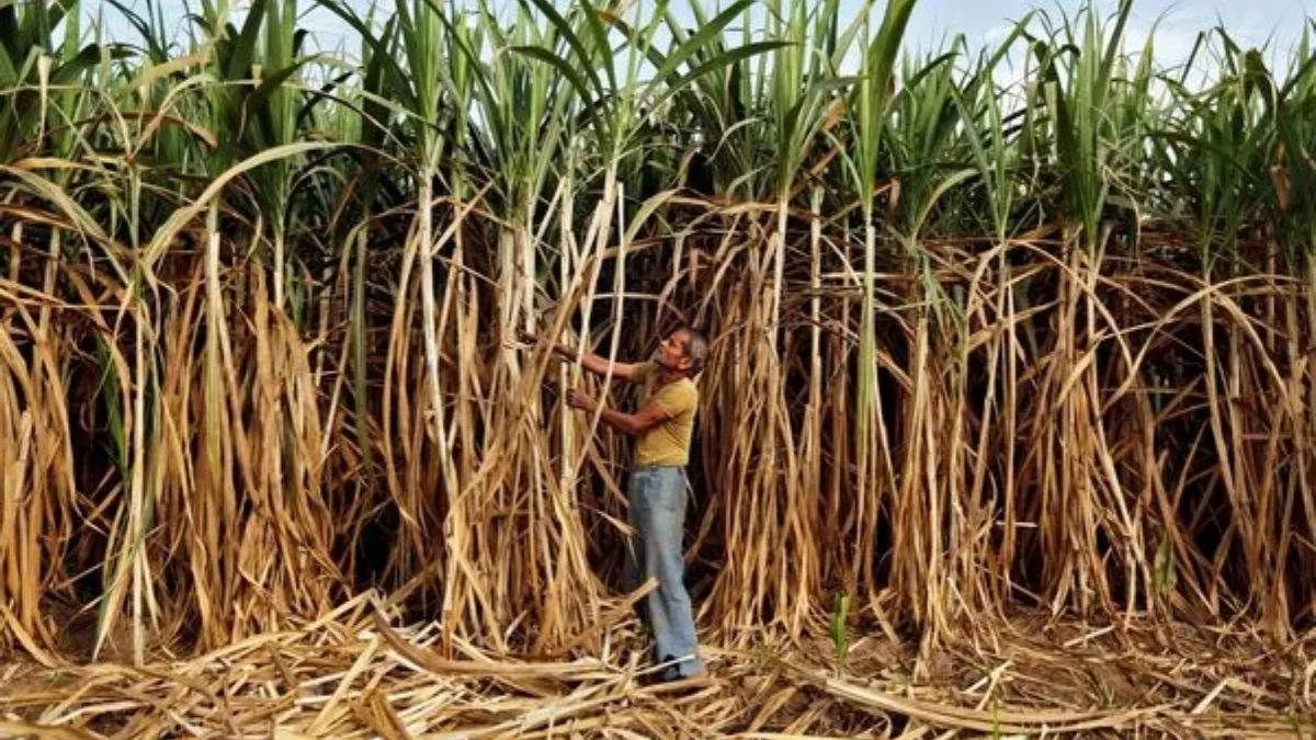 action on levy of loadingunloading fee from sugarcane farmers