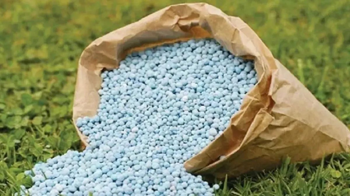 begusarai farmers forced to buy expensive fertilizers and seeds