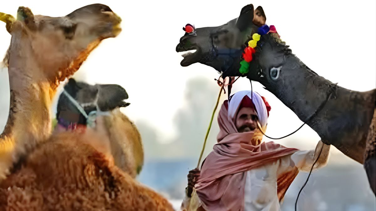 blos are searching for voters on camels sir posing challenge in desert areas