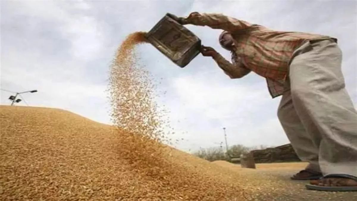 farmers of east champaran will get 30 percent more price than msp for wheat