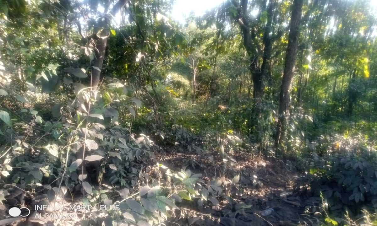 tech leaf program ai for forest conservation in dumka