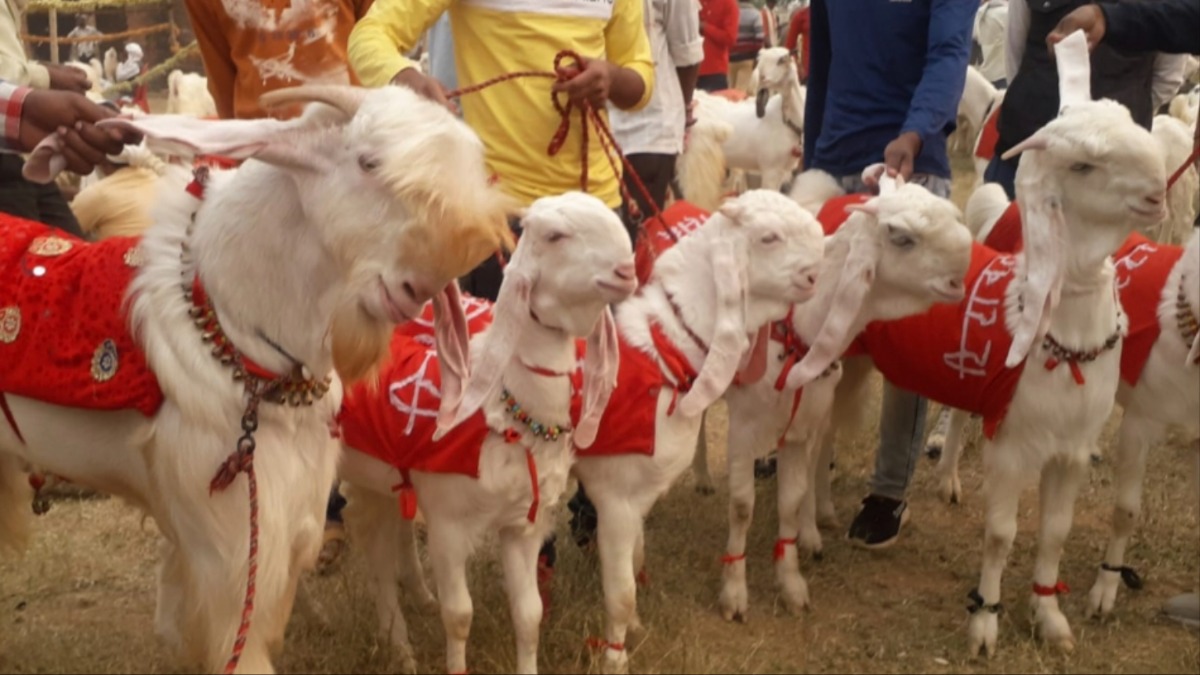 jamunapari goat breed in danger breeding farm closure impacts farmers