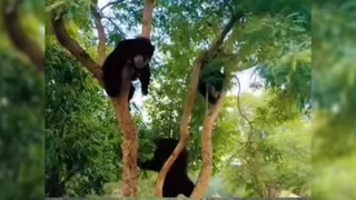 चमोली जिले के पोखरी ब्लाक के सरणाचांई क्षेत्र में तीन भालू एक साथ चढ़े पेड़ पर। जागरण