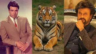 धर्मेंद्र ने असली बाघ को मारा था थप्पड़। फोटो क्रेडिट- इंस्टाग्राम