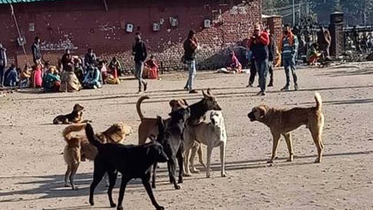 budgam dc orders crackdown on stray dogs near schools hospitals