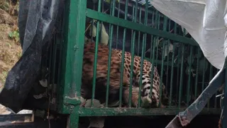 लगानु तोक में पिंजरे में कैद हुआ गुलदार। वन विभाग