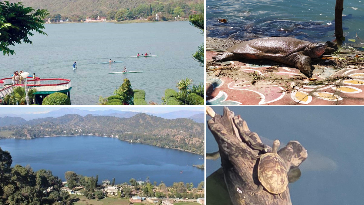 turtle conservation initiative in jammu kashmir breeding program for 5 species
