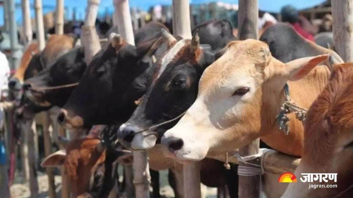 three people in a pickup truck were arrested in jind with 50 quintals of cow hide