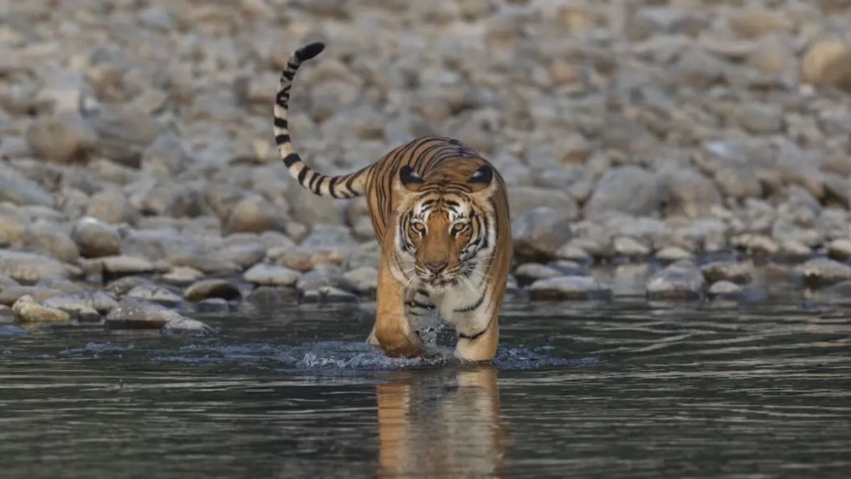 81 special tiger guards to be deployed in corbett tiger reserve
