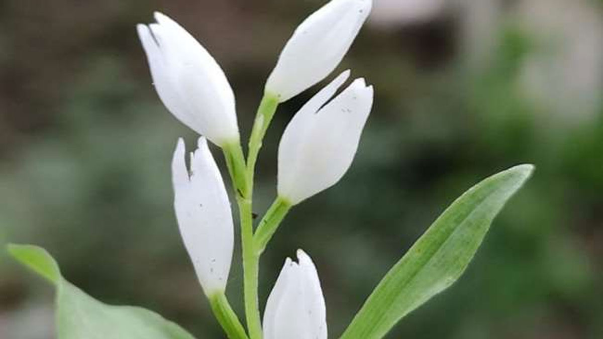 after kumaon rare species of orchids were seen for the first time in garhwal