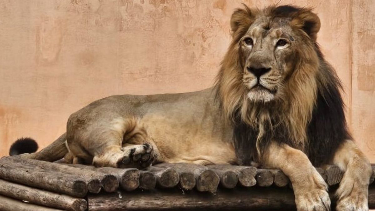 etawah lion safari lions to roam in 21 hectares tourists to view in closed vehicles