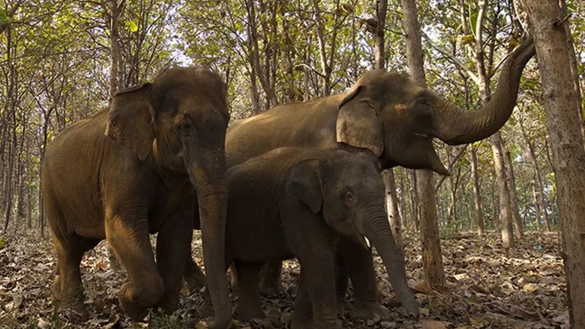 vanatara recognized as worlds best wildlife conservation center by cites