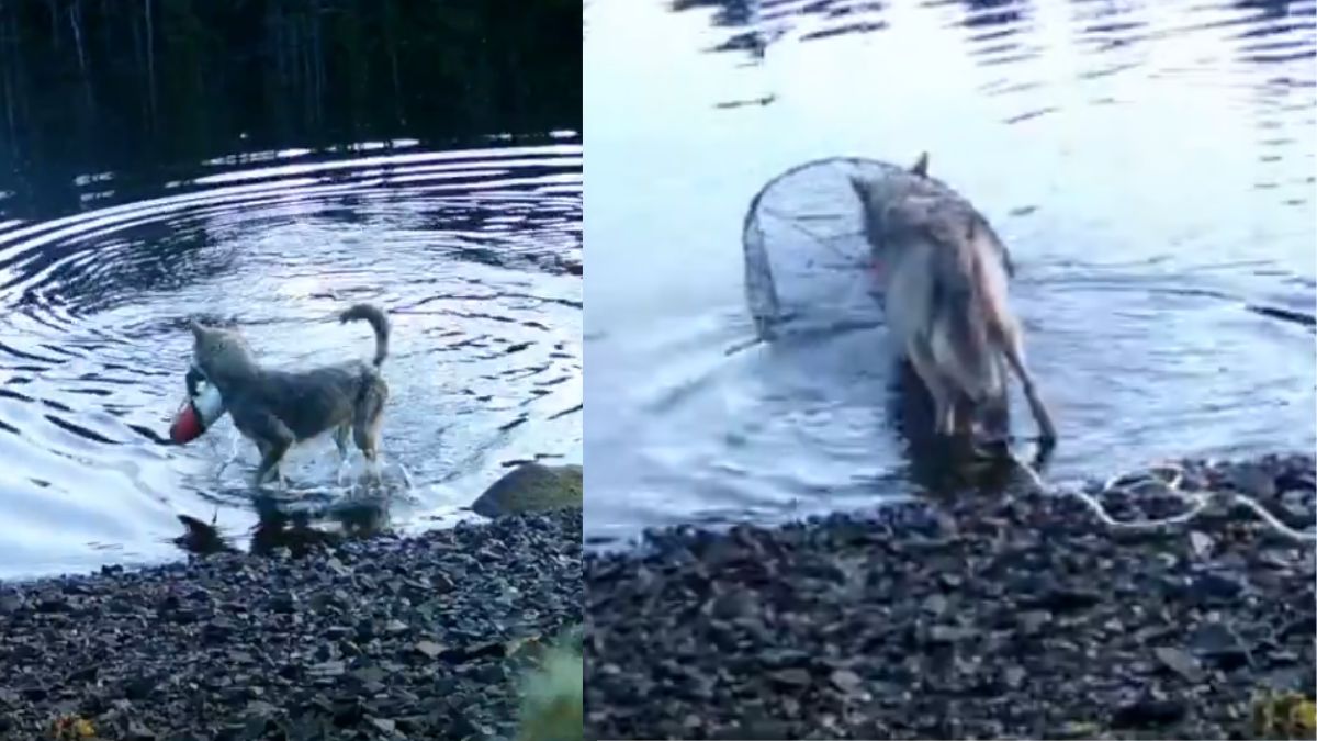 viral video wolf steals bait from crab traps stuns scientists