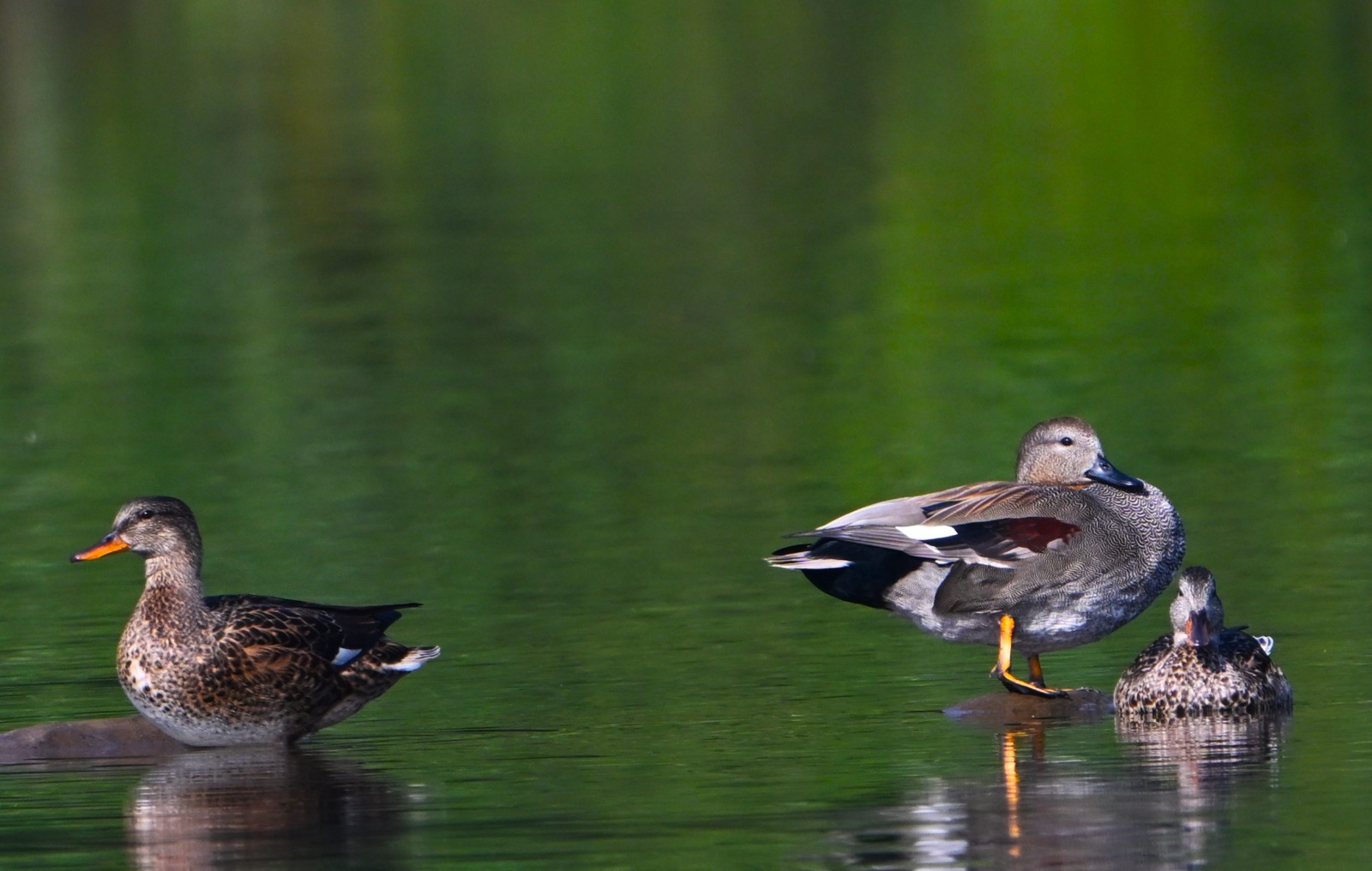 jharkhand news peshrar transforms from gunfire to birdsong