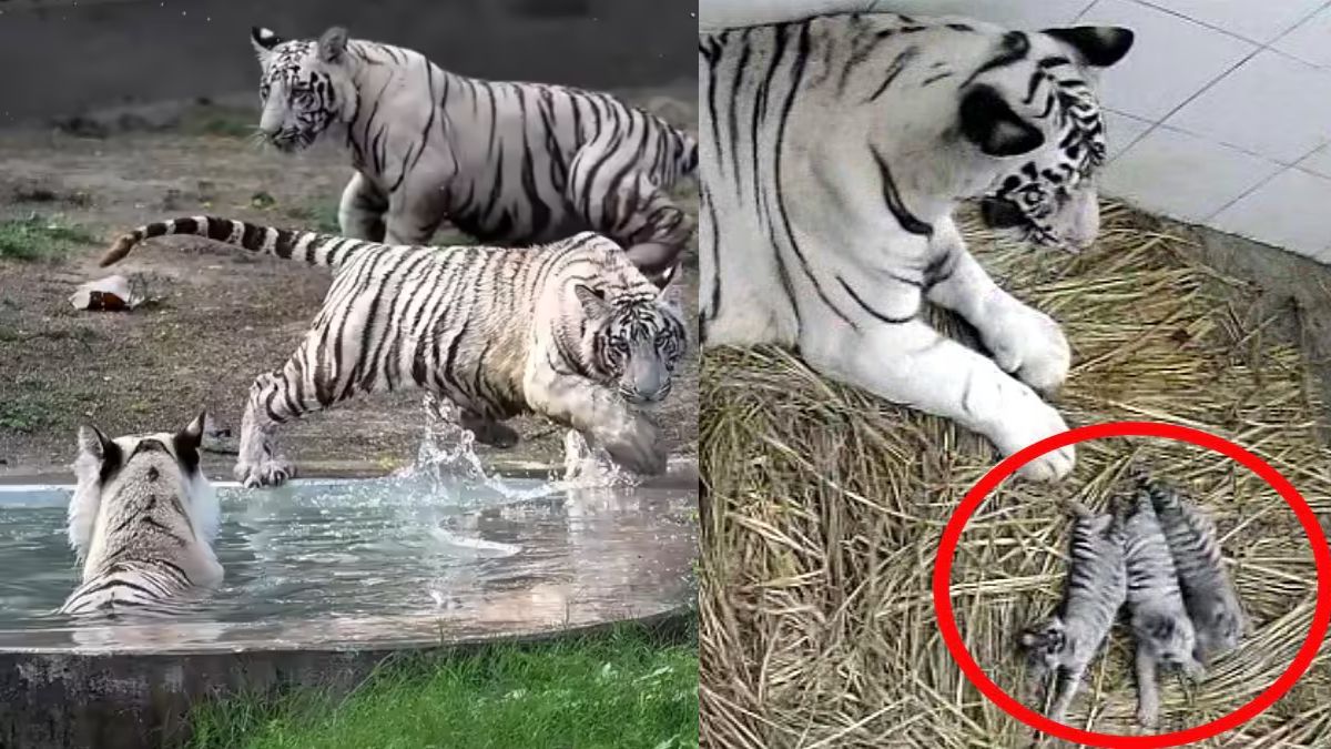 white tiger asiatic lion cubs named in delhi zoo