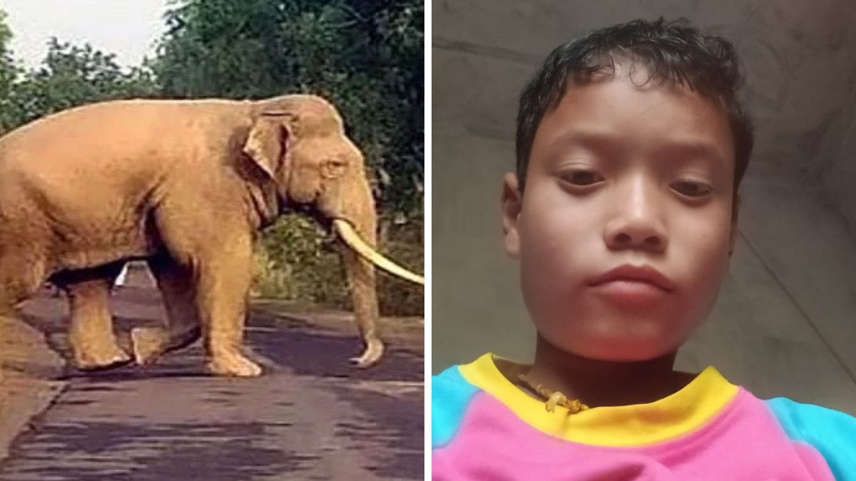 elephant killed 12 year old boy in thana forest range