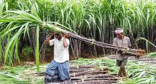 action on sugarcane farmers loading fee strict orders issued