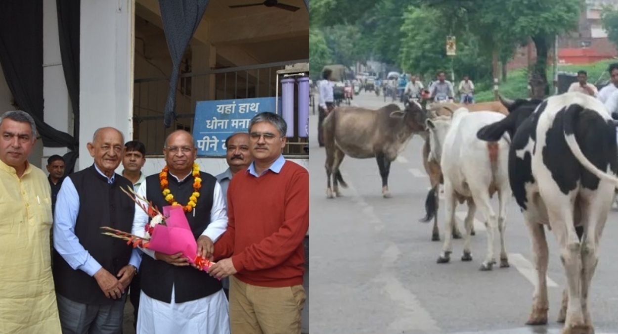 haryana cow protection panipat gaushalas inspected for stray cattlefree state