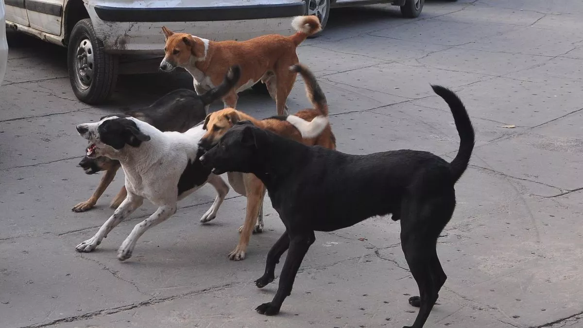 dog attack in meerut stray dogs maul three children