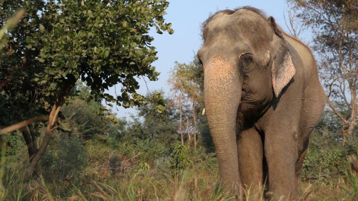 hathini mia completes a decade at wildlife sos elephant rescue center