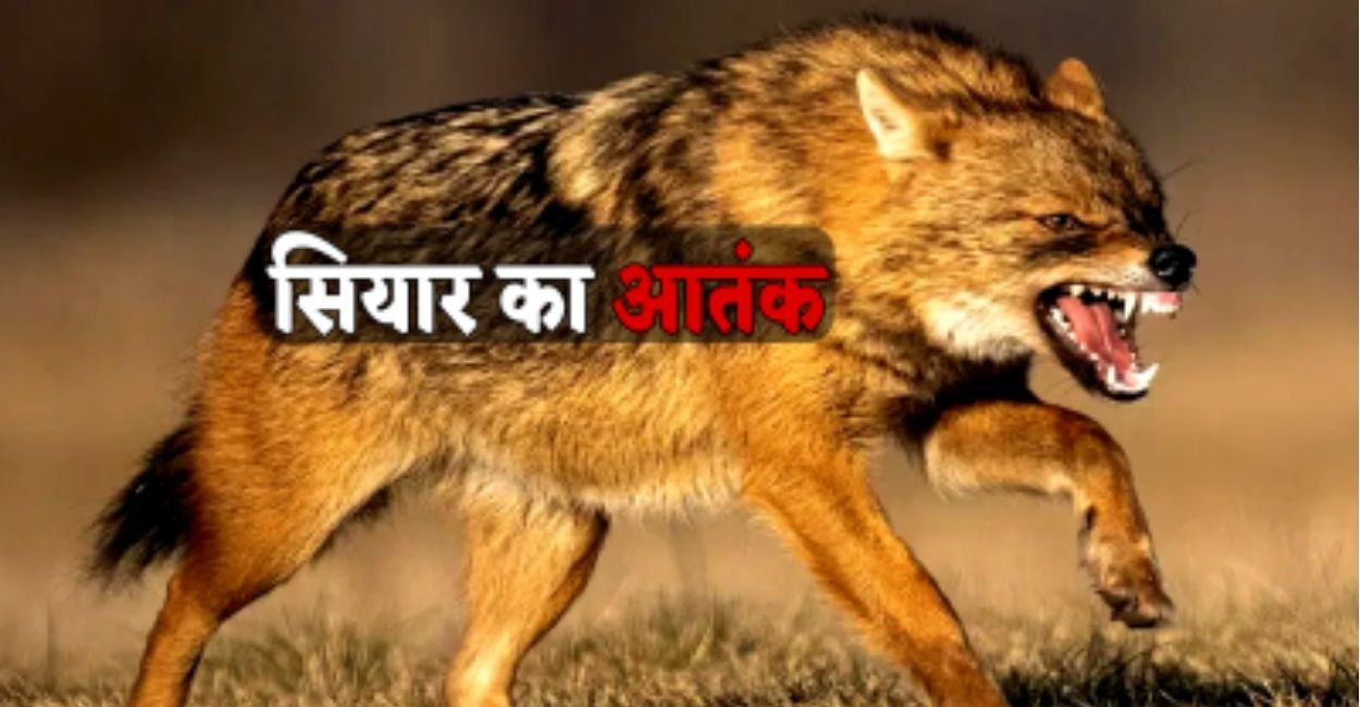 jackal terror in kannauj eight villagers attacked