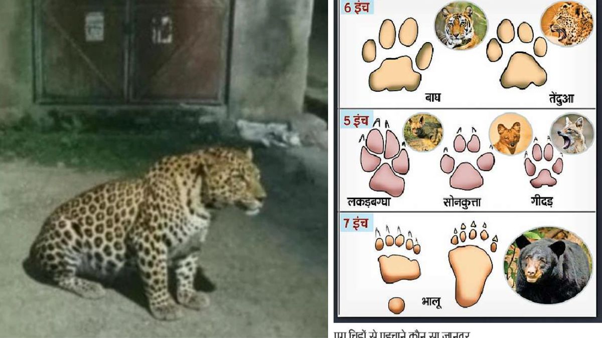 leopard in lucknow leopard is not seen in lucknow more then one dozen villagers are in fear